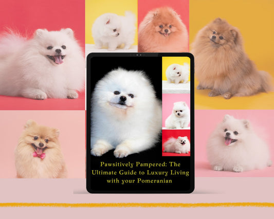 Pawsitively Pampered: Ultimate Guide to Luxury Living with Pomeranian